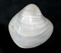 Polished Fossil Astarte Clam - Large Size #25573-1